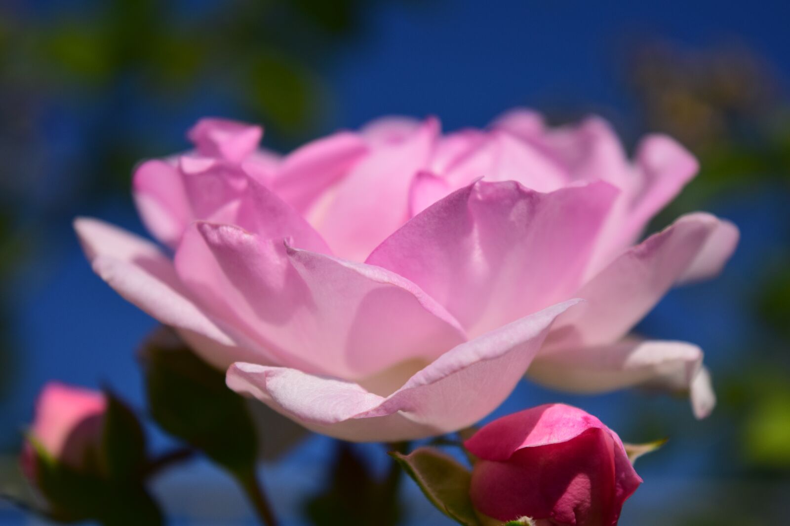 Nikon D3300 sample photo. Rose, pink, pink rose photography