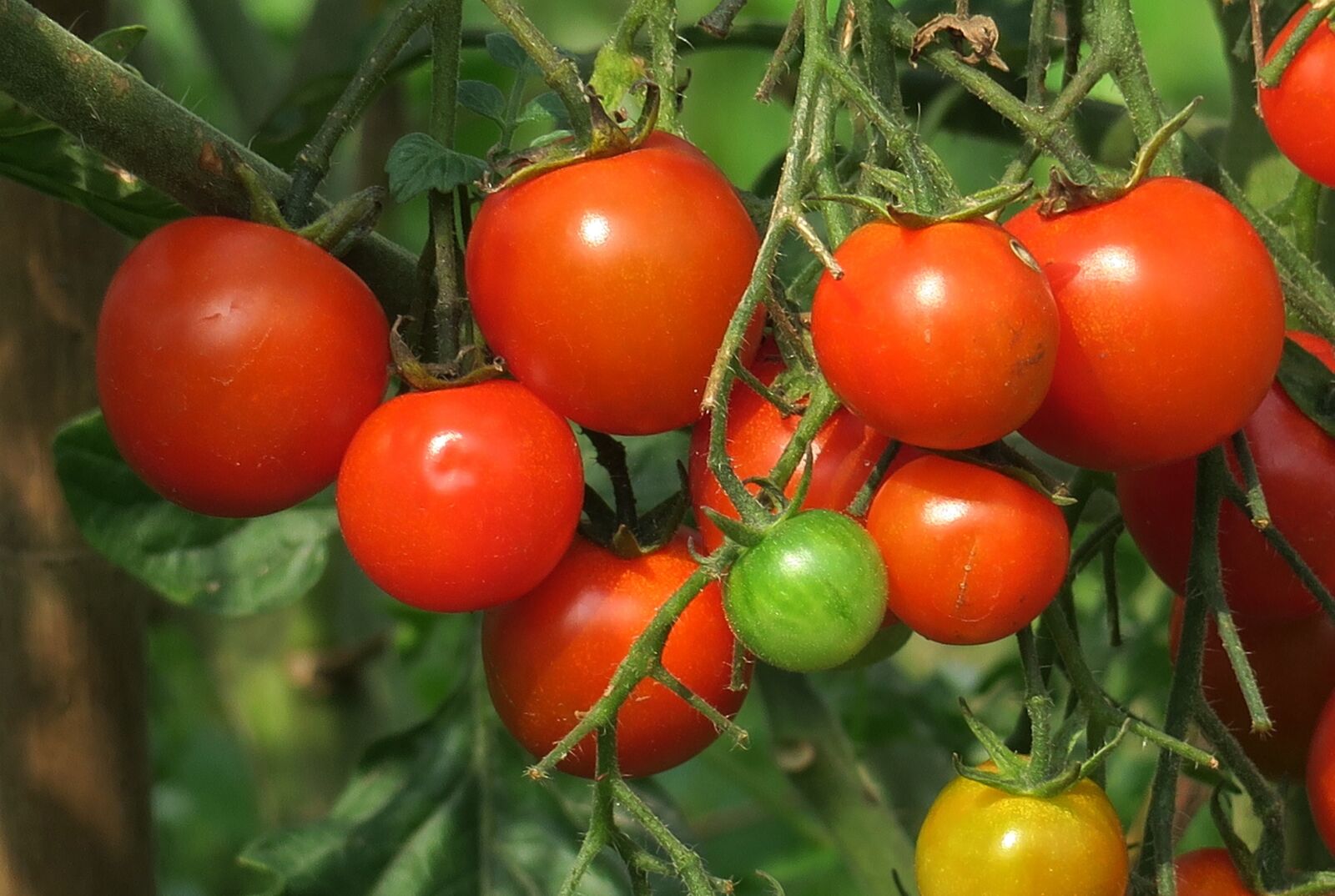 Canon PowerShot G3 X sample photo. Food, fruit, tomato photography