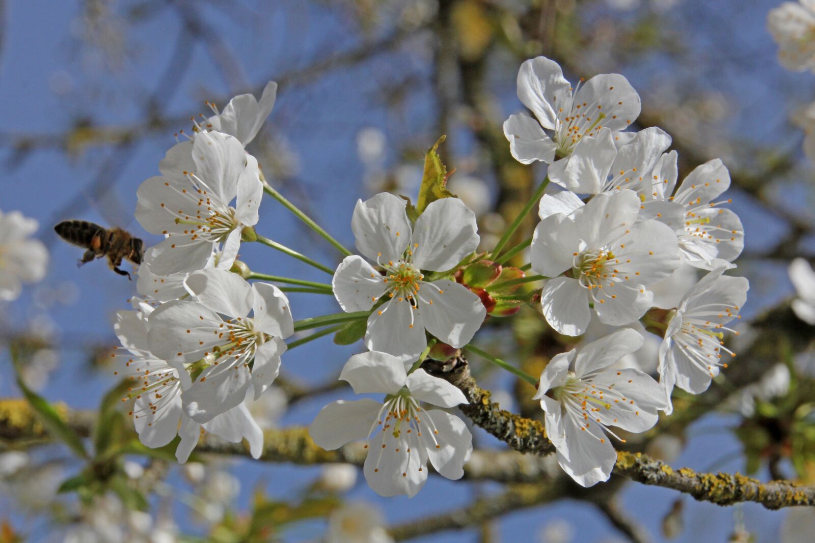 Canon EOS 60D sample photo. Cherry blossom, blossom, bloom photography