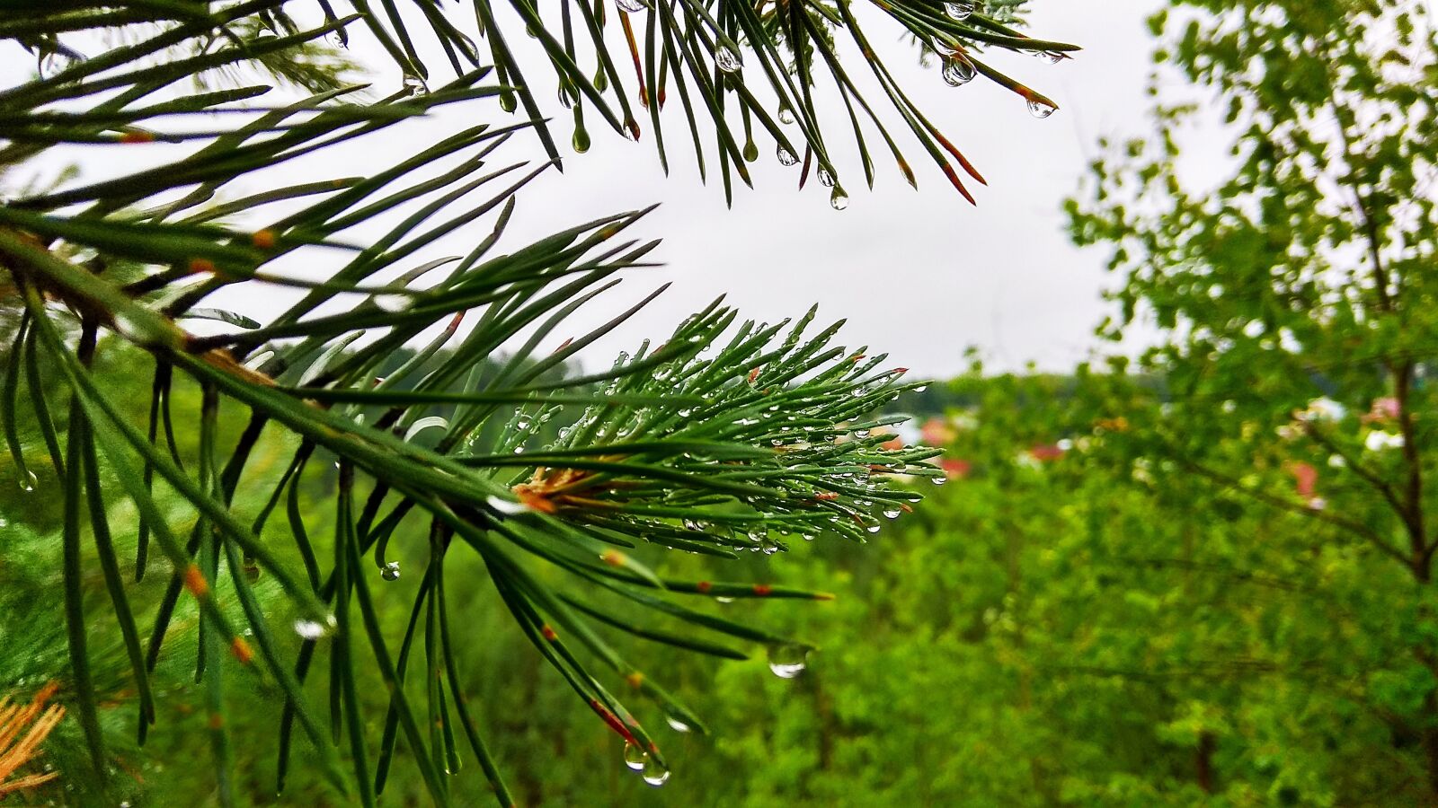 Xiaomi Redmi Note 4 sample photo. Forest, rain, spruce photography