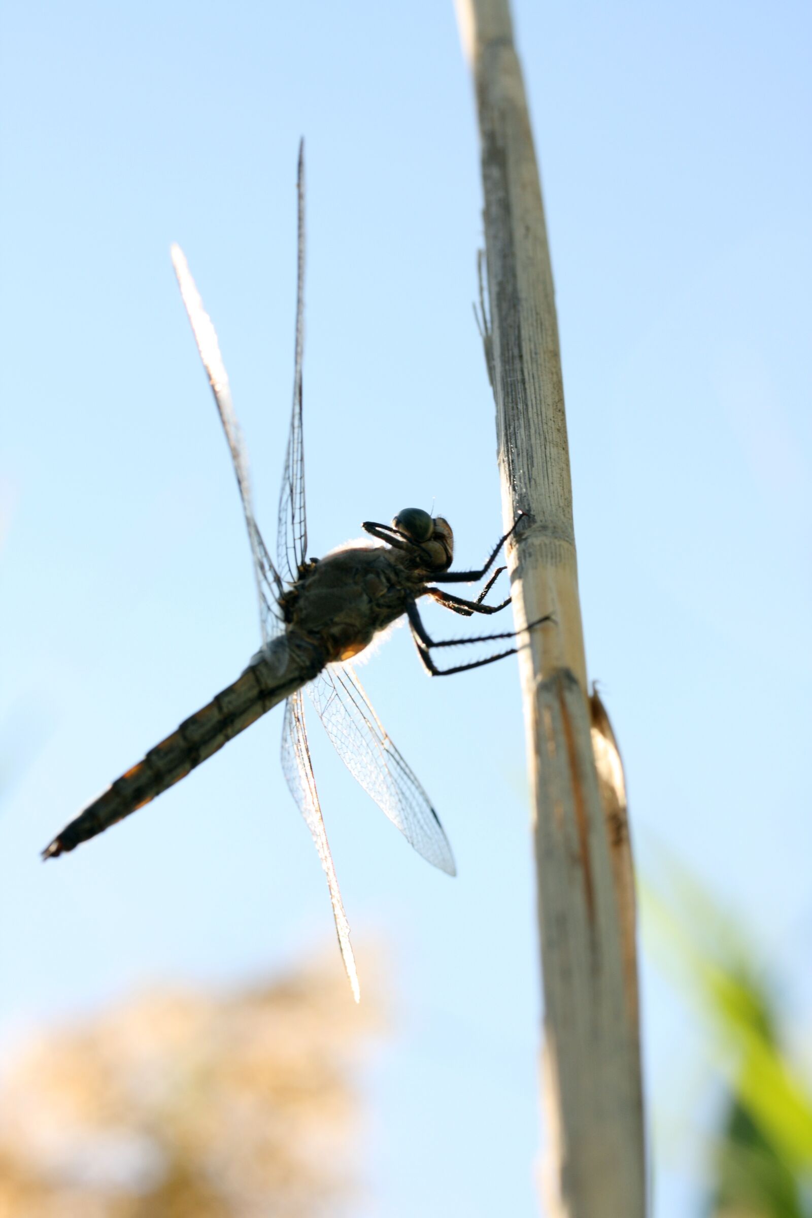 Canon EOS 40D sample photo. Insect, wing, fly photography