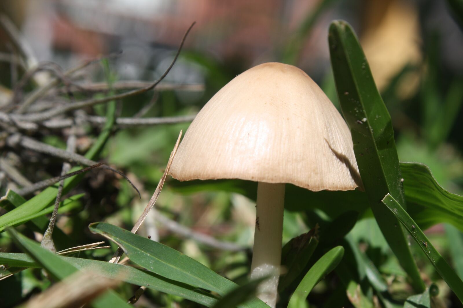 Canon EOS 1000D (EOS Digital Rebel XS / EOS Kiss F) sample photo. Fungus, miniature, nature photography