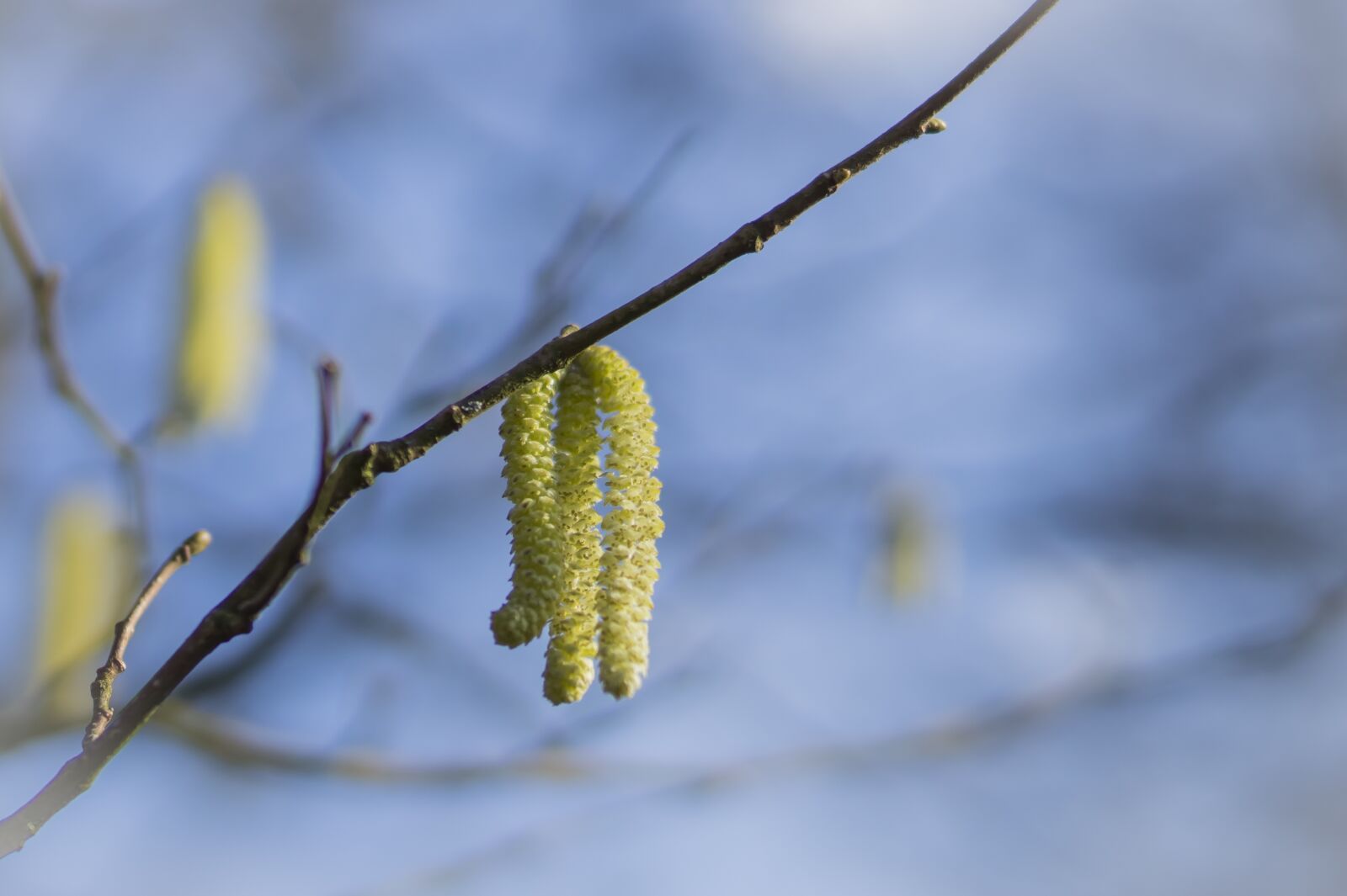 Sony SLT-A58 + Sony DT 35mm F1.8 SAM sample photo. Willow catkin, spring, tree photography