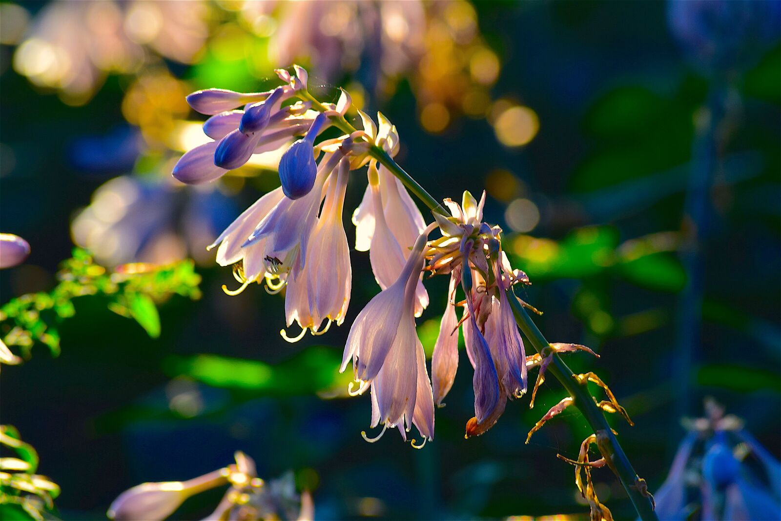 Nikon D3300 sample photo. Flower, sunlight, nature photography