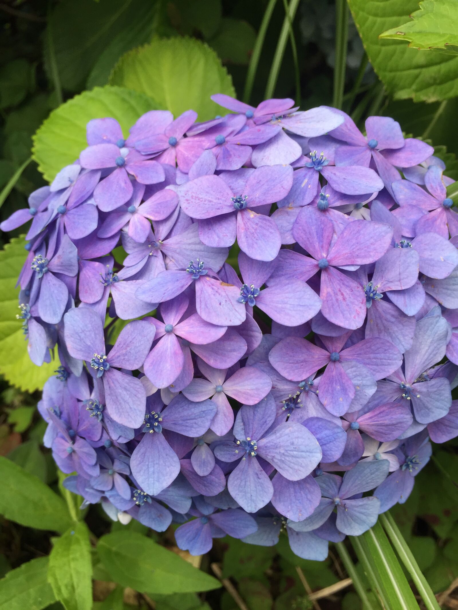 Apple iPhone 6 sample photo. Hydrangea, flowers photography