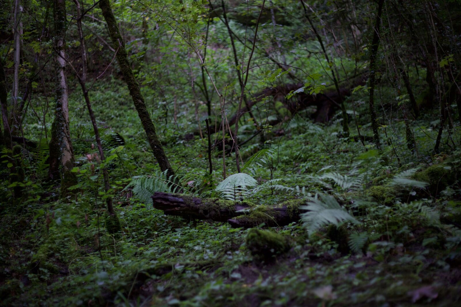 Canon EOS 5D Mark II sample photo. Wildlife, wild nature, wild photography