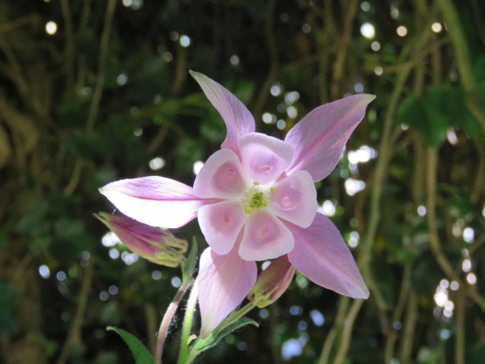 Canon PowerShot SX60 HS sample photo. Akelei, pink, flower photography