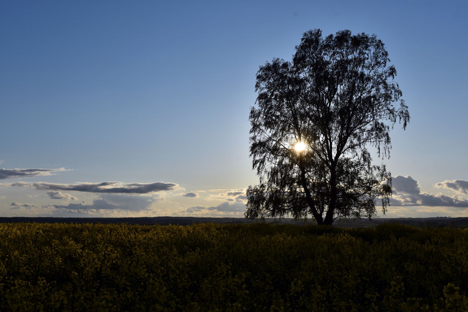 Nikon D3400 sample photo. Rapeseed, field, yellow photography