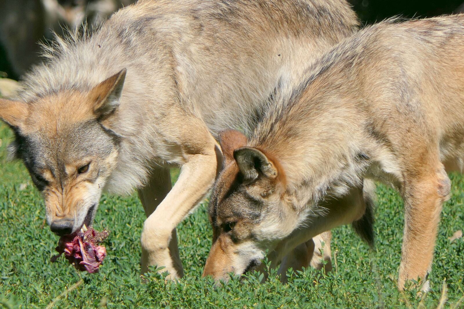 Panasonic Lumix DMC-FZ2500 (Lumix DMC-FZ2000) sample photo. Wolf, wolves, eat photography