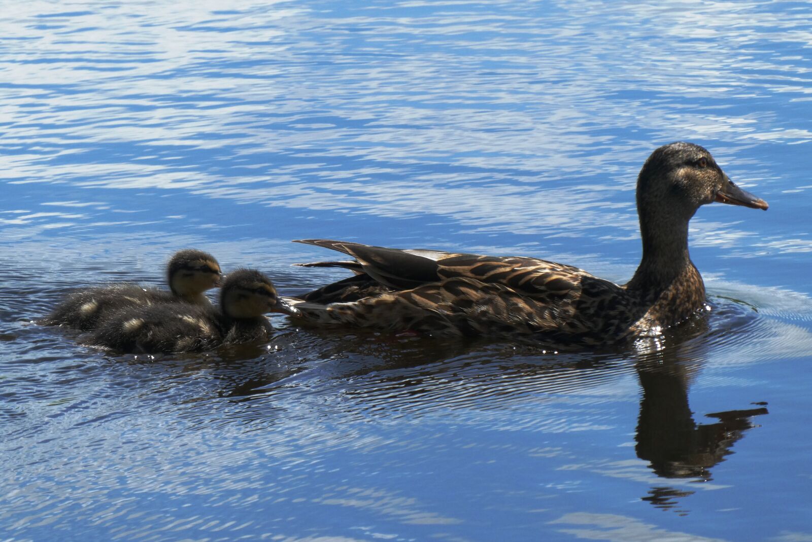 Panasonic Lumix DC-ZS70 (Lumix DC-TZ90) sample photo. Ducks and chickens, young photography