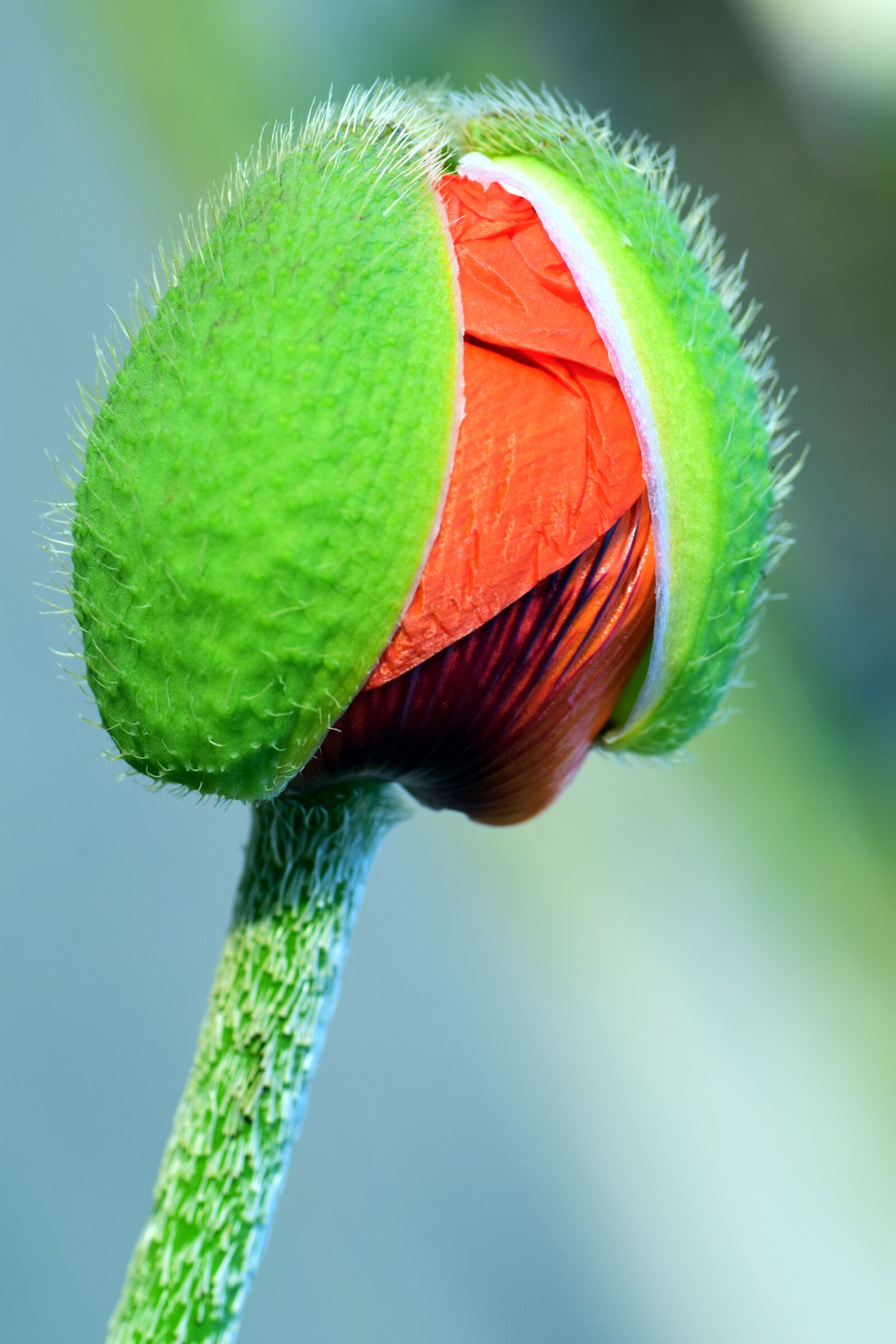 Nikon D3300 sample photo. Poppy, poppy bud, bud photography