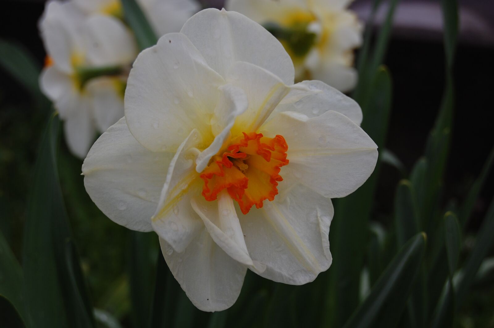 Nikon D40 sample photo. Narcissus, flower, plants photography