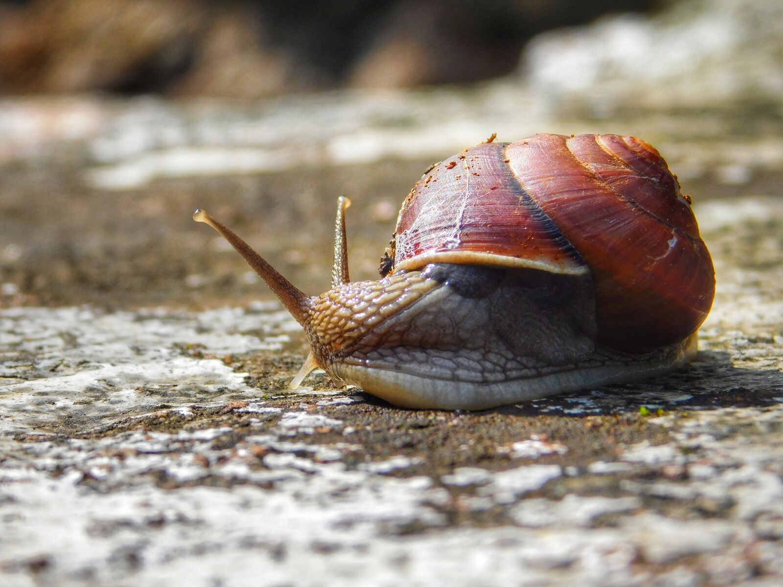 Nikon Coolpix L840 sample photo. Snail, stone, nature photography