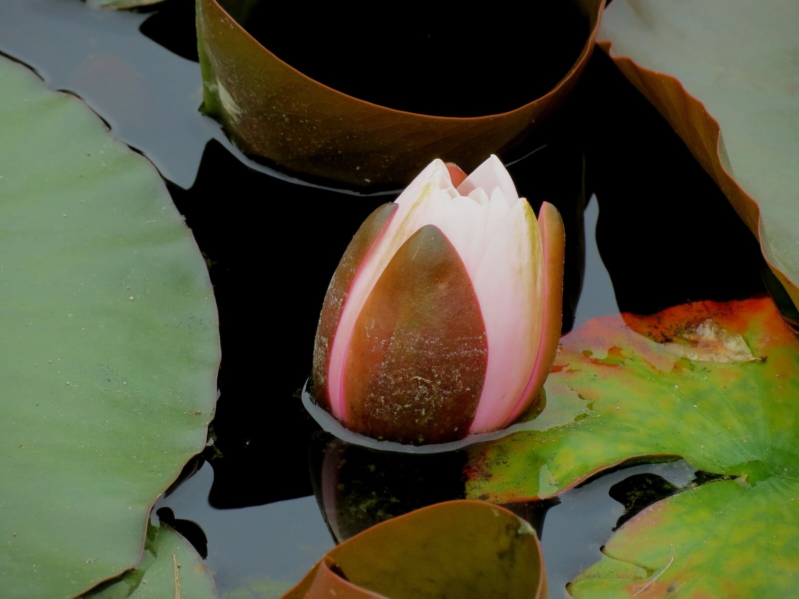 Canon PowerShot SX40 HS sample photo. Waterlilies, chalice, water photography