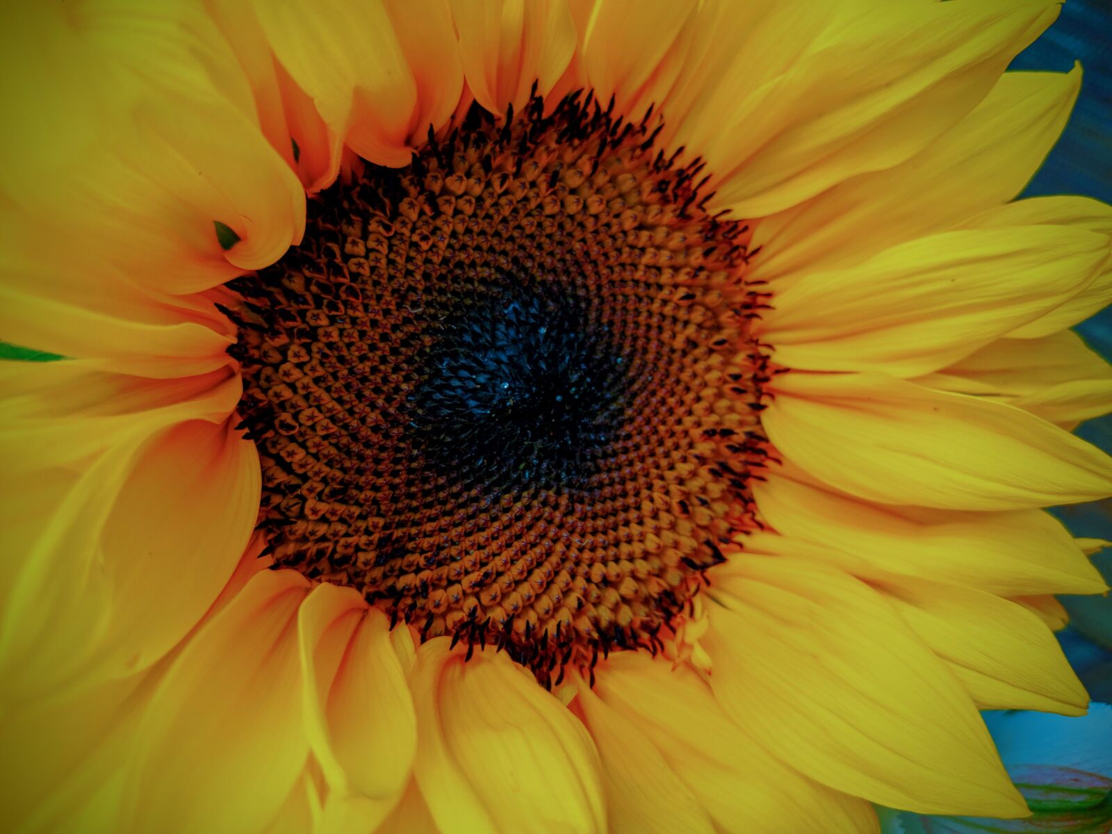Google Pixel 3 XL sample photo. Sunflower, yellow, garden photography