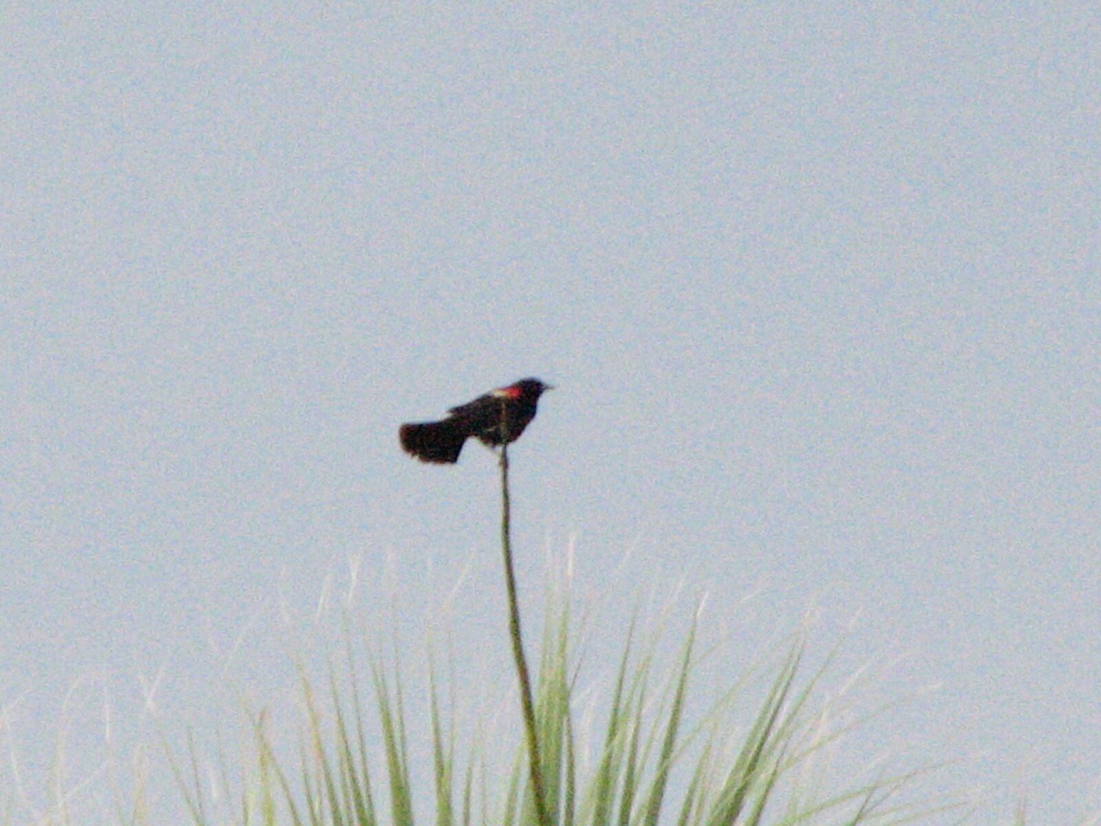 Canon POWERSHOT S3 IS sample photo. Alone, bird, post, red photography