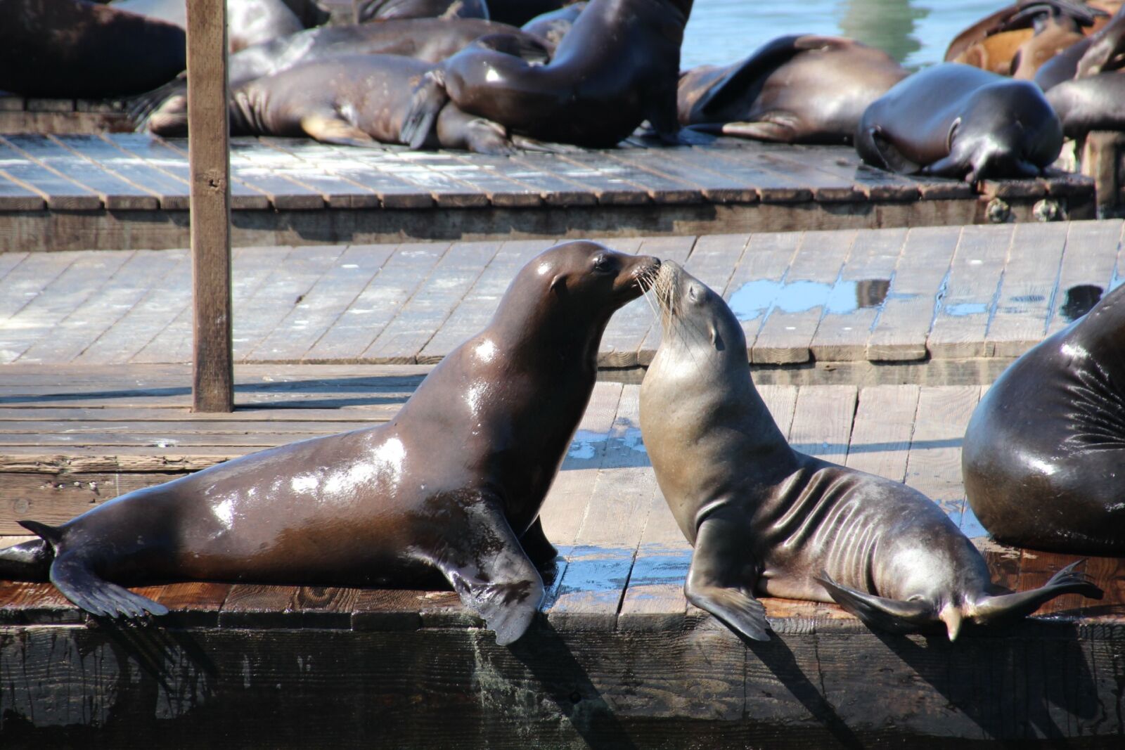 Canon EOS 600D (Rebel EOS T3i / EOS Kiss X5) sample photo. Sea lion, seals, seal photography