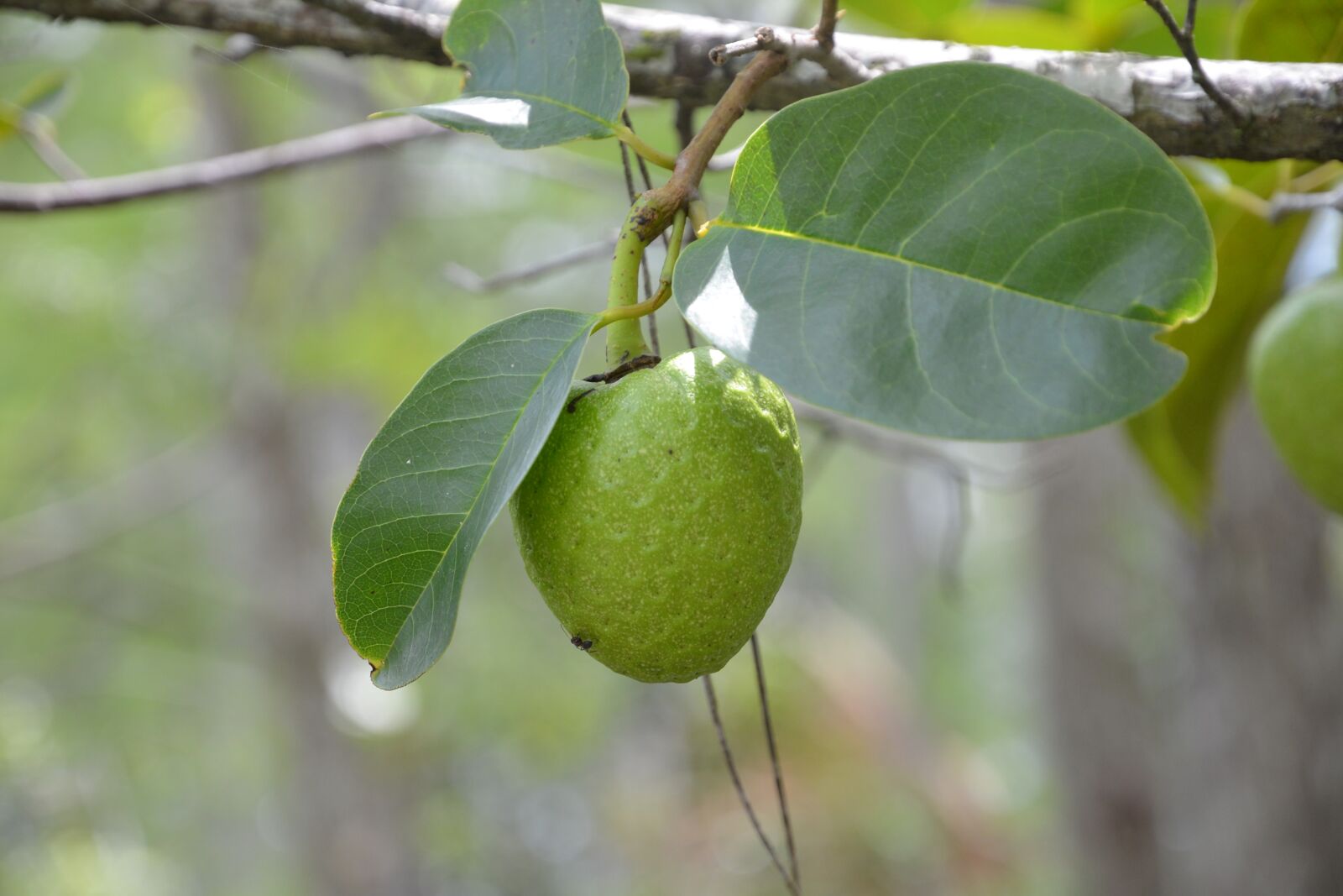 Nikon D600 sample photo. Fruit, leaf, branch photography