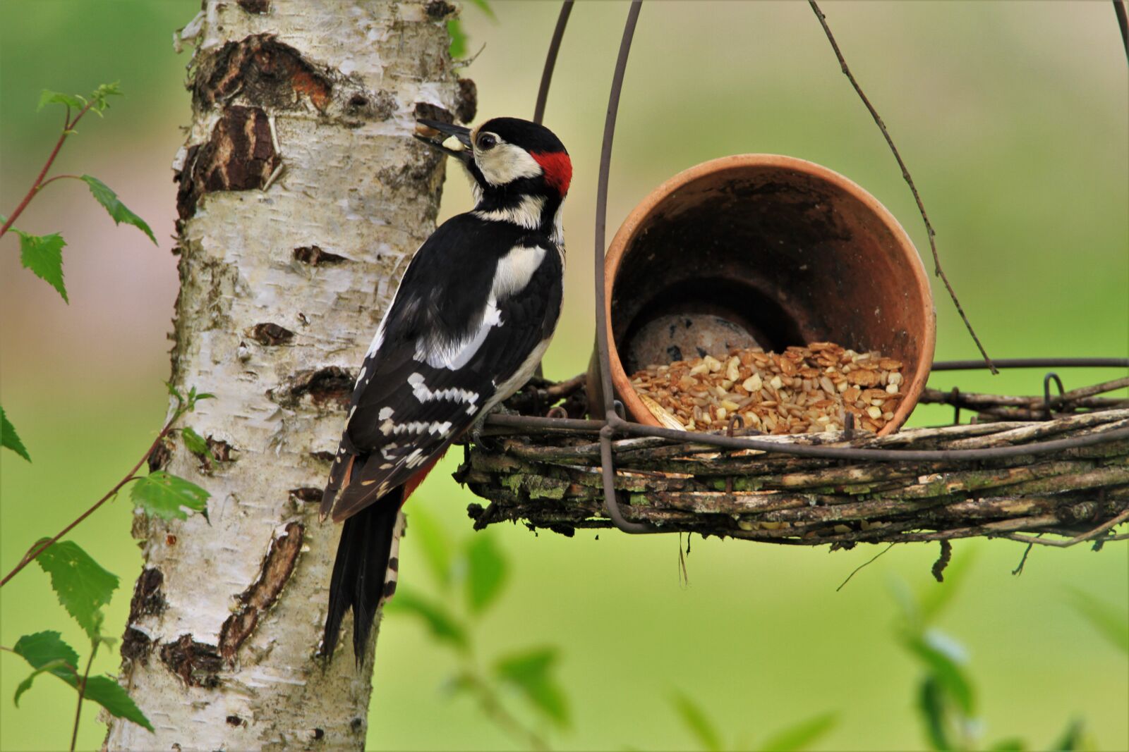 Tamron SP 150-600mm F5-6.3 Di VC USD sample photo. Great spotted woodpecker, male photography