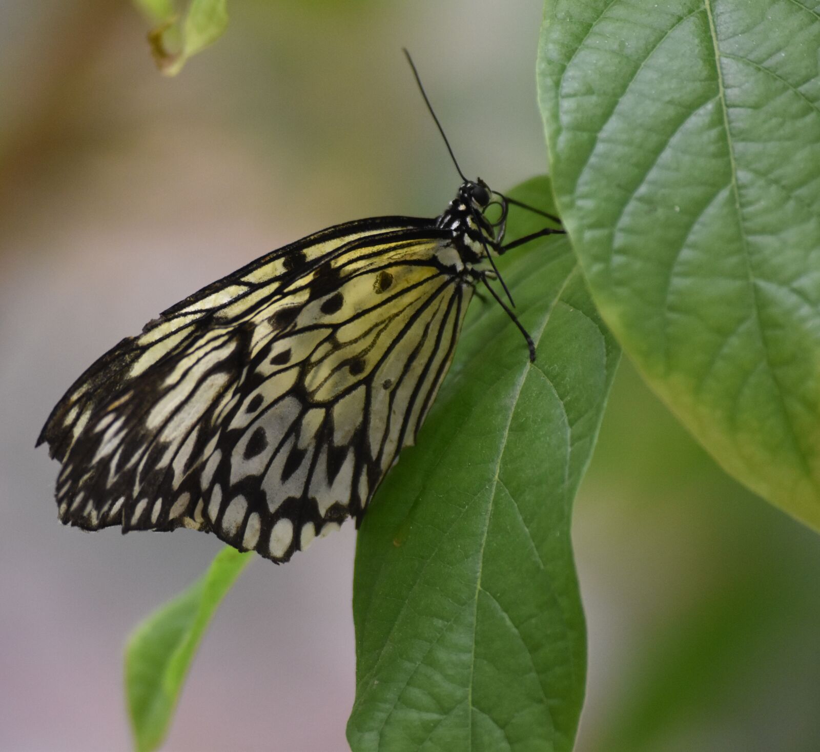 Nikon D5500 sample photo. Butterfly, nature, insects photography