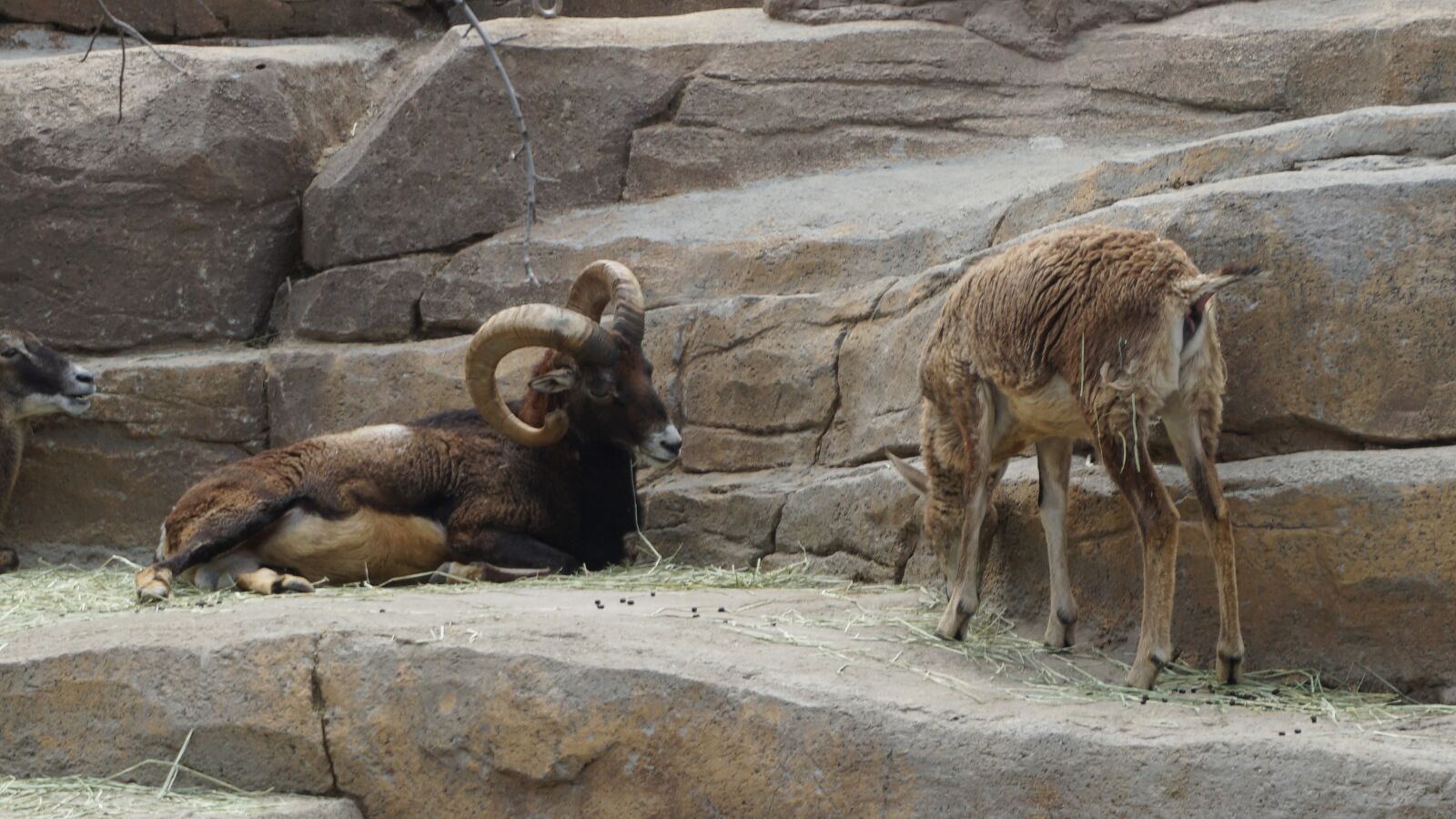 Sony a5100 sample photo. Animal, zoo, nature photography