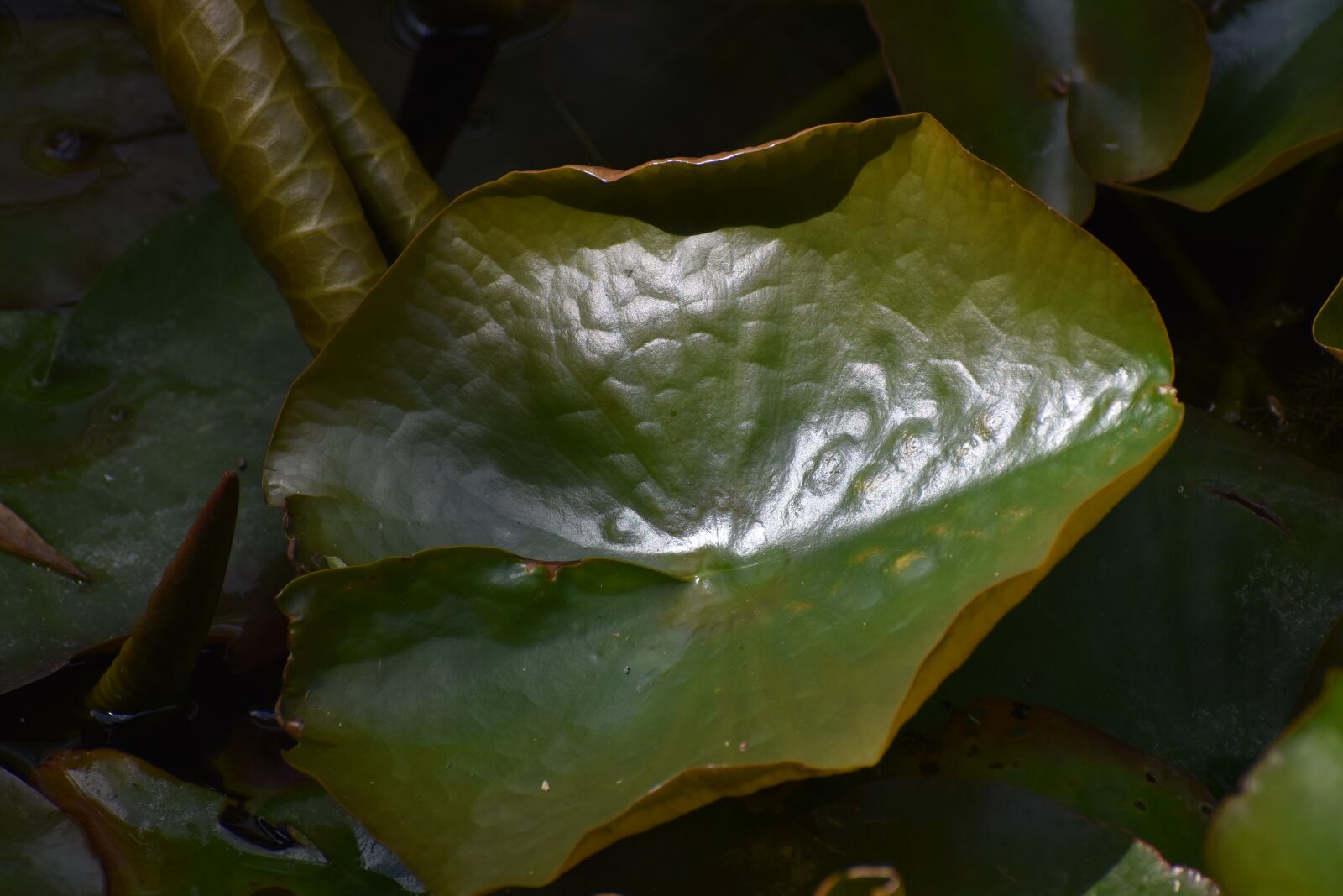 Nikon D3500 sample photo. Flowers, spring, flora photography