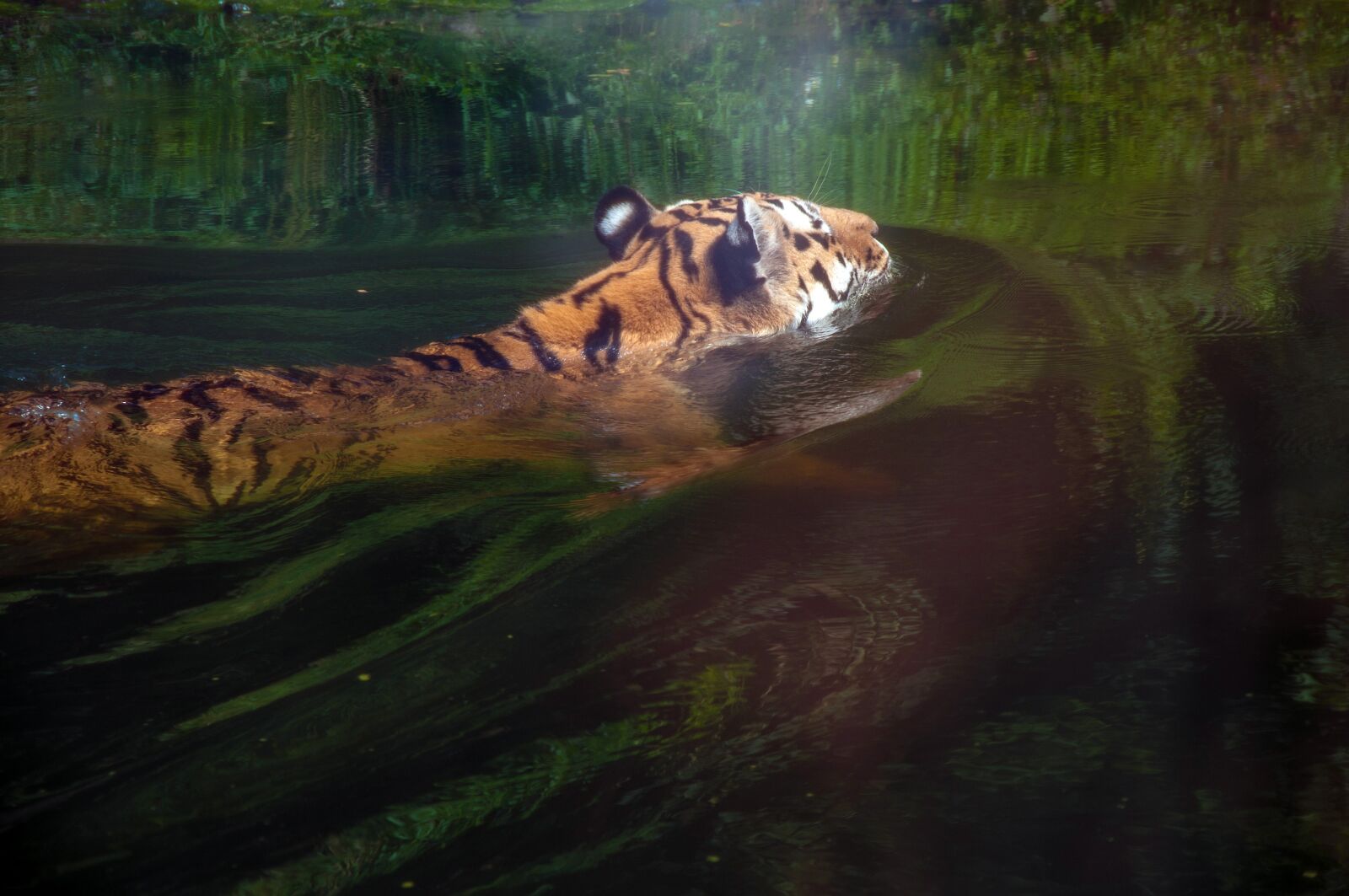 Nikon D5000 sample photo. Nature, waters photography