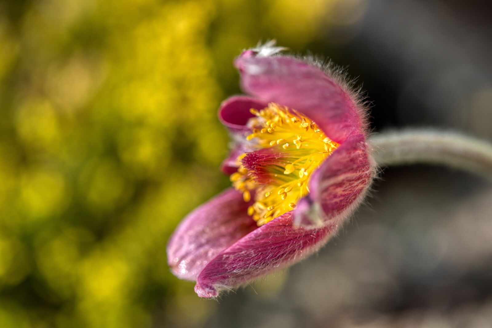 Nikon D750 sample photo. Pasqueflower, k hchenschelle, pasque photography