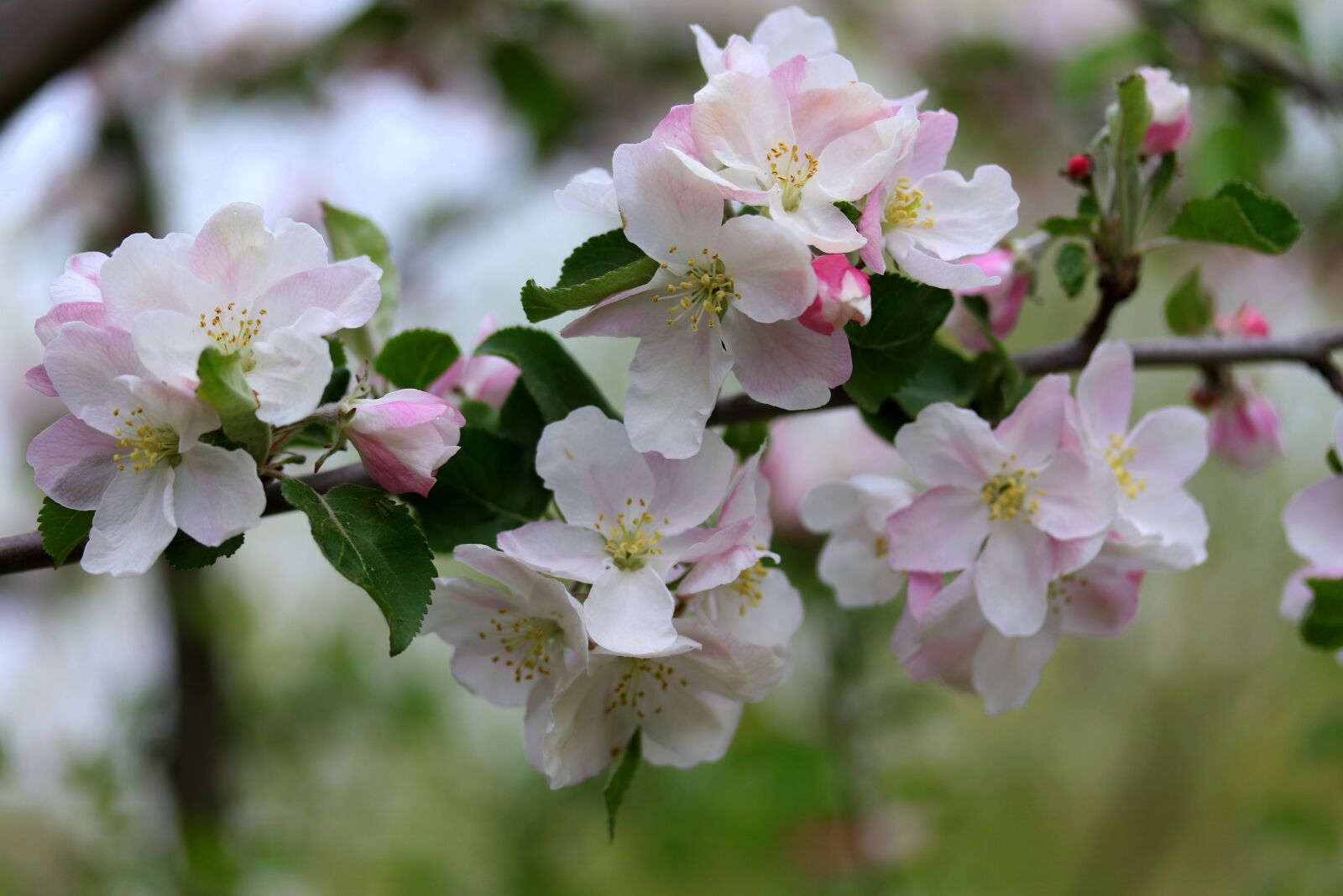 Canon EF-S 60mm F2.8 Macro USM sample photo. Flowers, white, casey photography