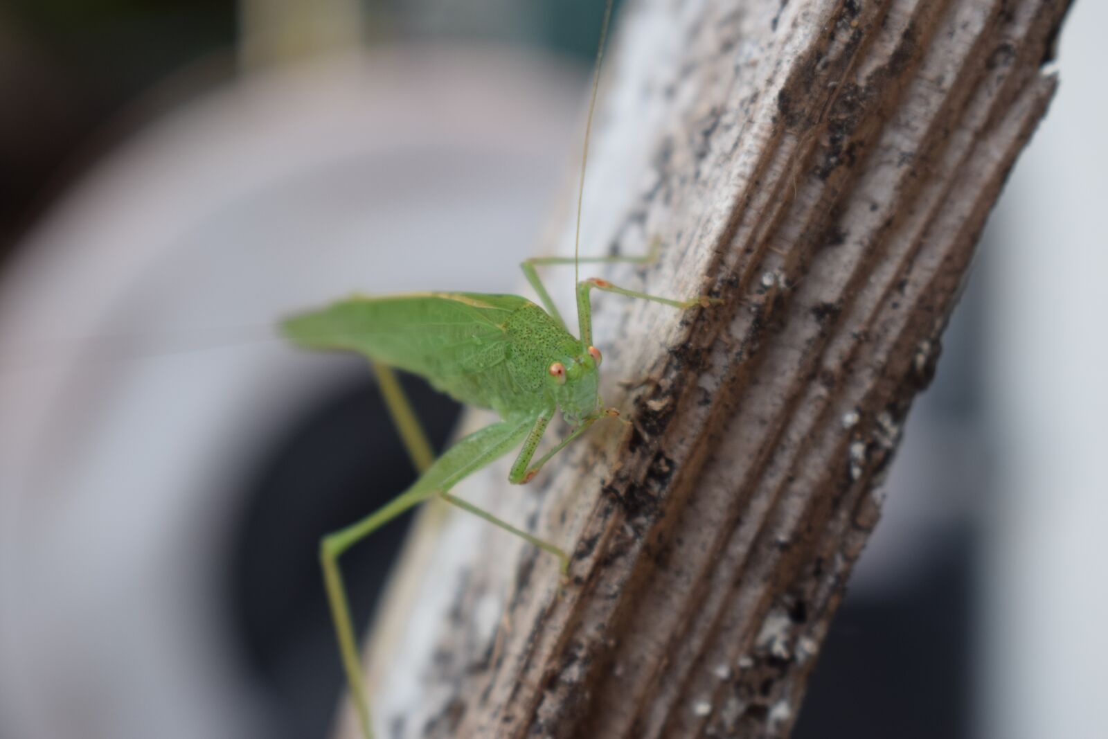 Nikon D3300 sample photo. Green grasshopper, insect, close photography