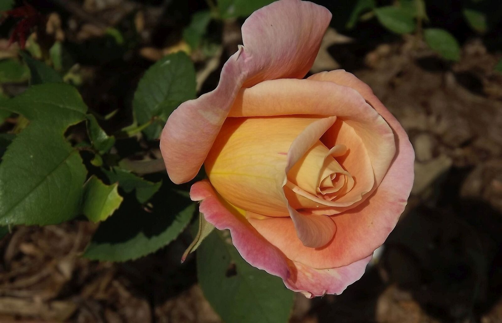 Fujifilm FinePix S3400 sample photo. Flower, rose, rose petals photography
