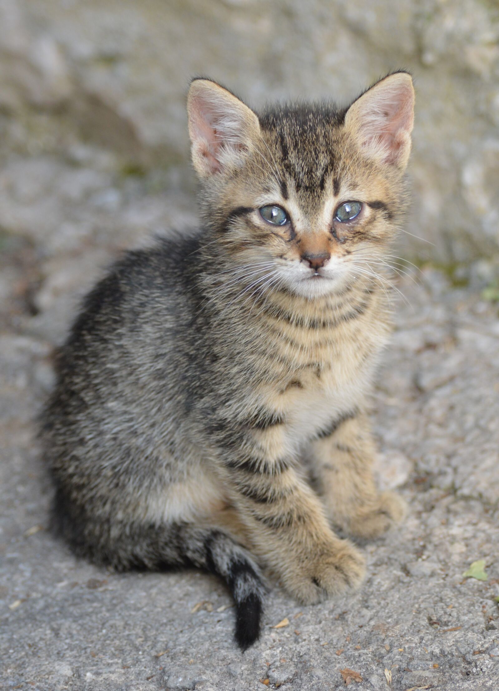 Nikon D3200 sample photo. Croatia, nature, cat photography