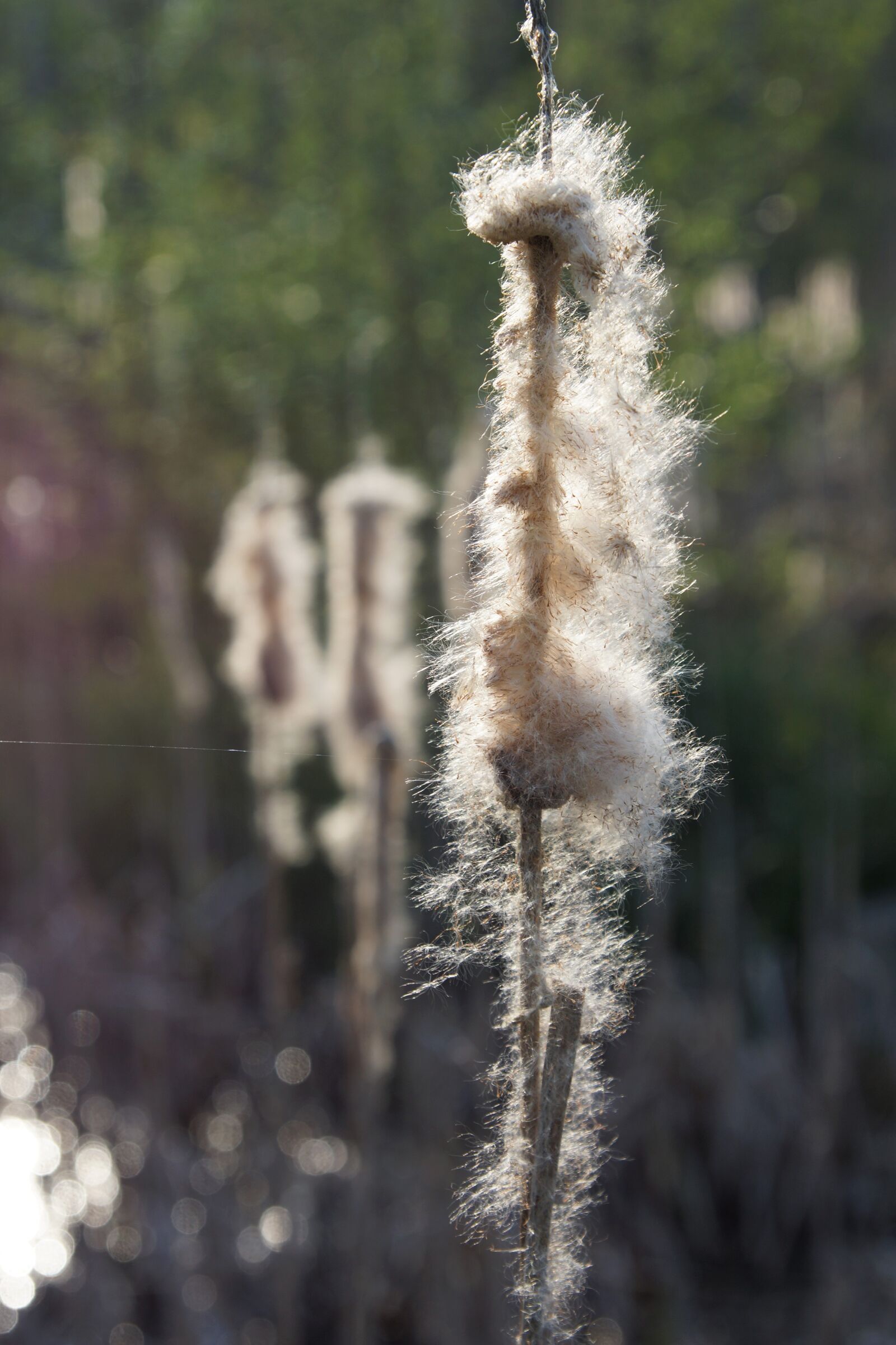 24-70mm F2.8 sample photo. Nature, fluffy photography