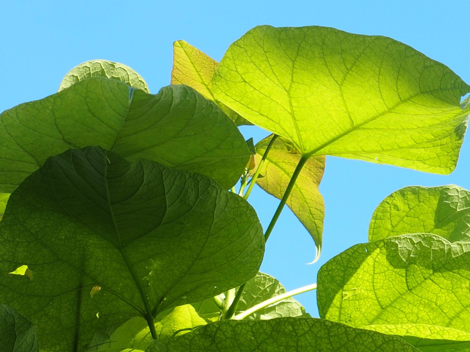 Olympus STYLUS1,1s sample photo. Light, large leaves, summer photography