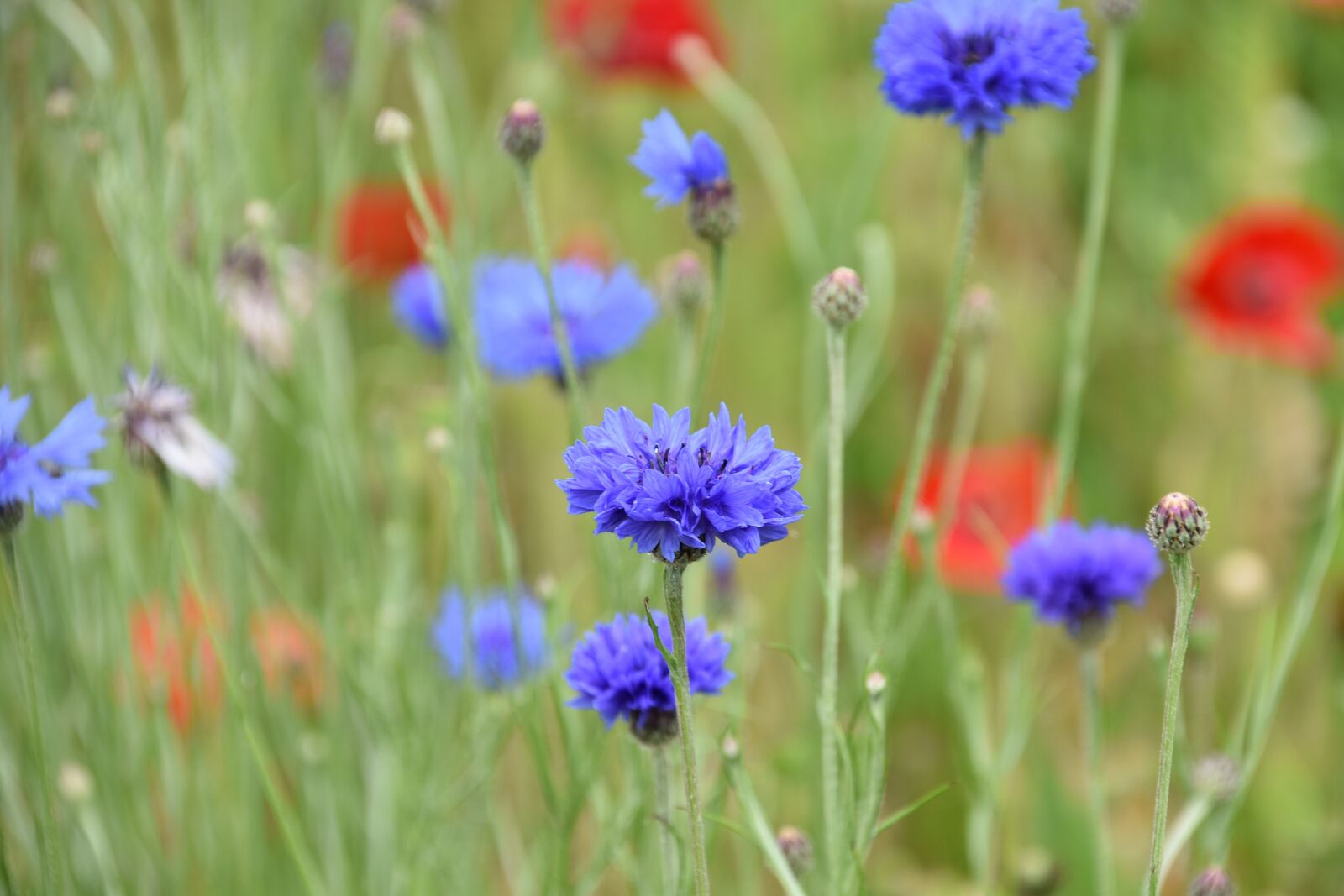 Nikon D5600 sample photo. Flower, blueberry, plants photography