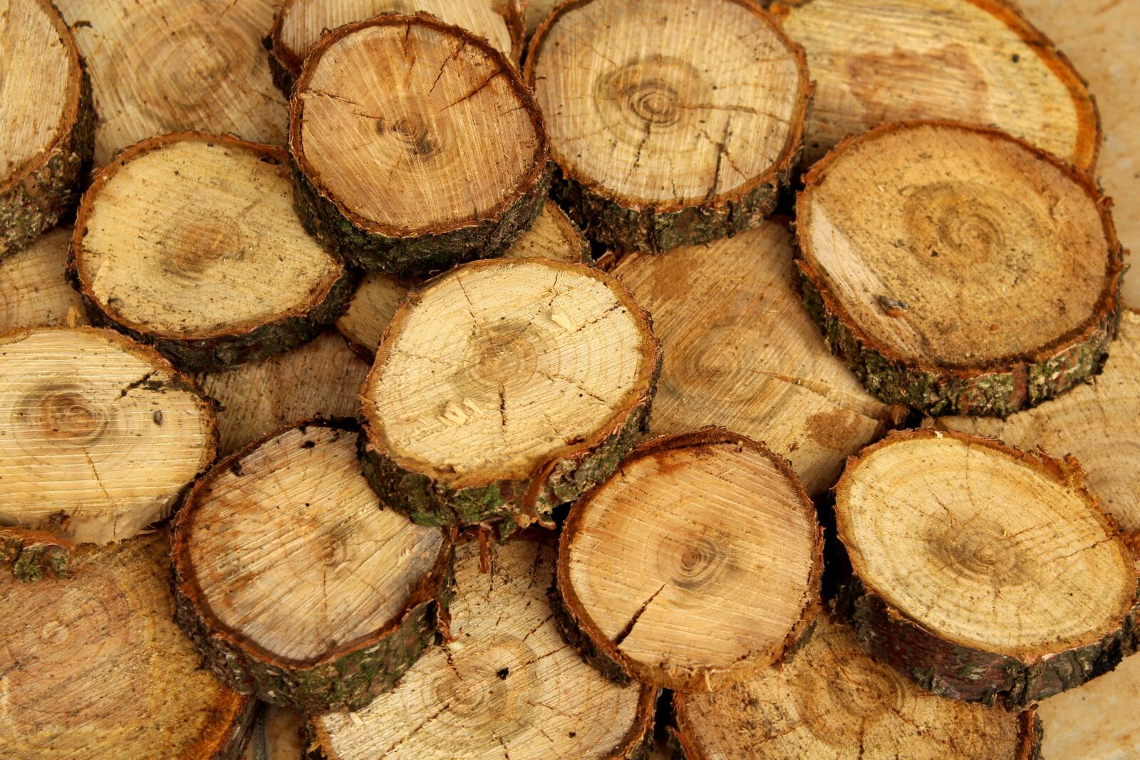 Canon EOS 1200D (EOS Rebel T5 / EOS Kiss X70 / EOS Hi) sample photo. Tree, wood, cut down photography