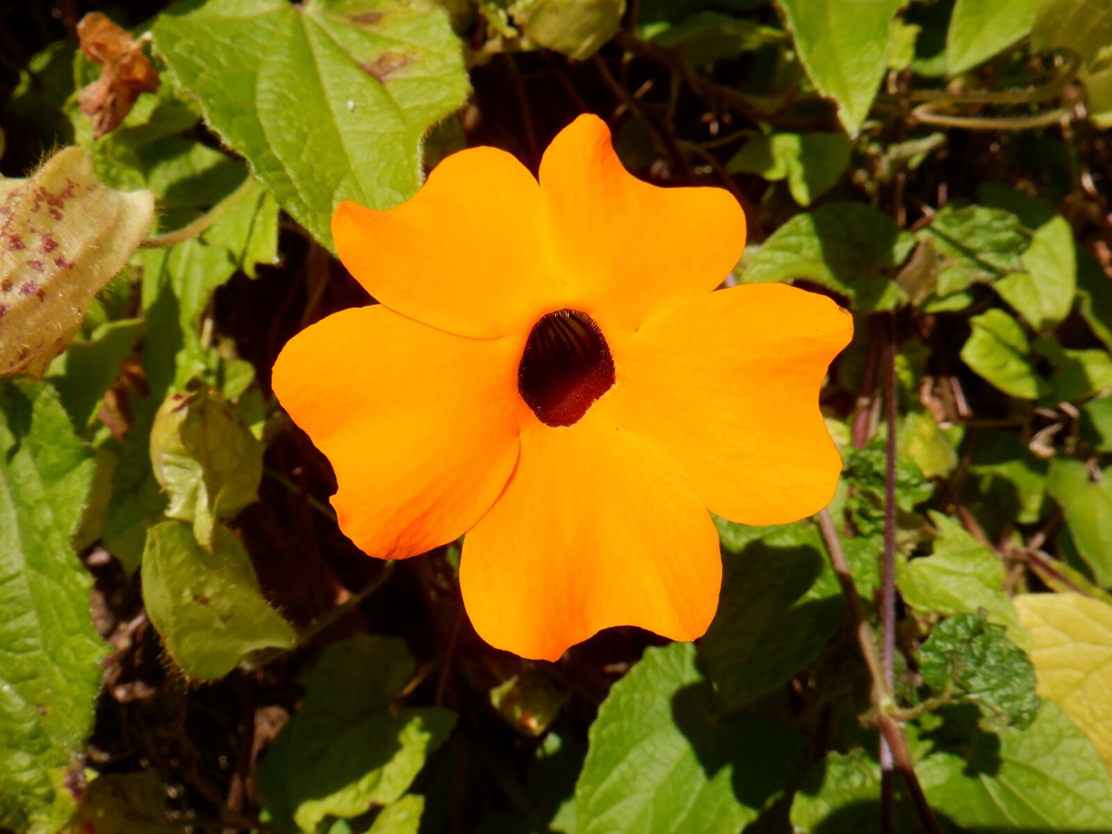 Fujifilm FinePix XP140 sample photo. Flower, nature, orange photography