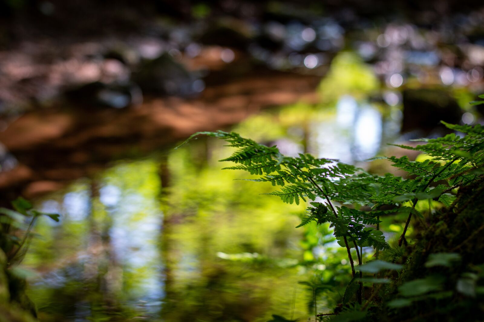 Canon EOS 70D + Canon EF 50mm F1.8 STM sample photo. Water, forest, nature photography