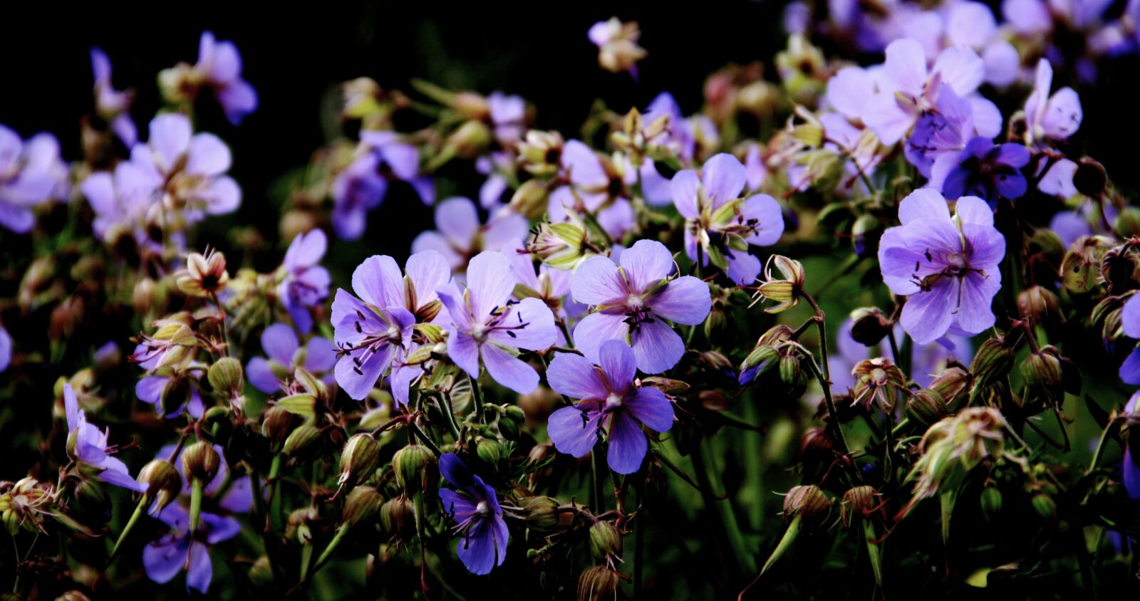 Canon EOS 500D (EOS Rebel T1i / EOS Kiss X3) sample photo. Blue, flowers, summer photography
