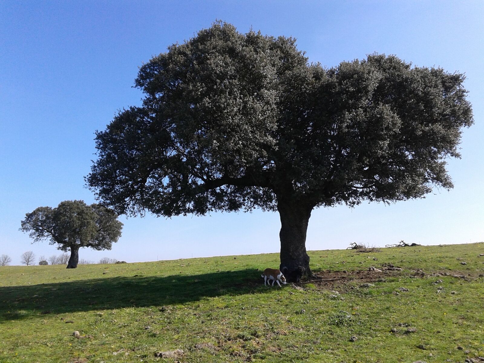 Samsung Galaxy Core sample photo. Encina, tree, cipérez photography