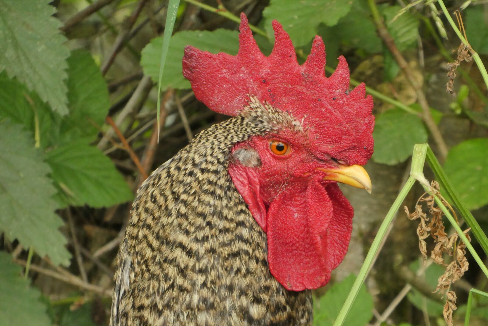 Panasonic Lumix DC-ZS70 (Lumix DC-TZ90) sample photo. Chicken, comb, poultry photography