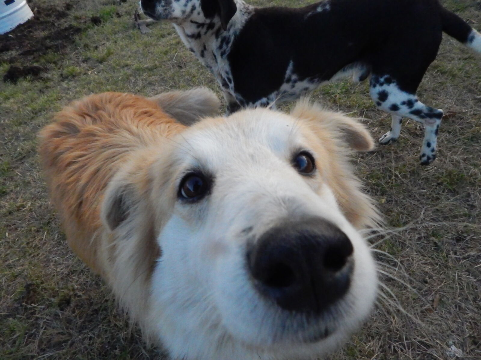 Nikon Coolpix L830 sample photo. Dog, cam, park photography