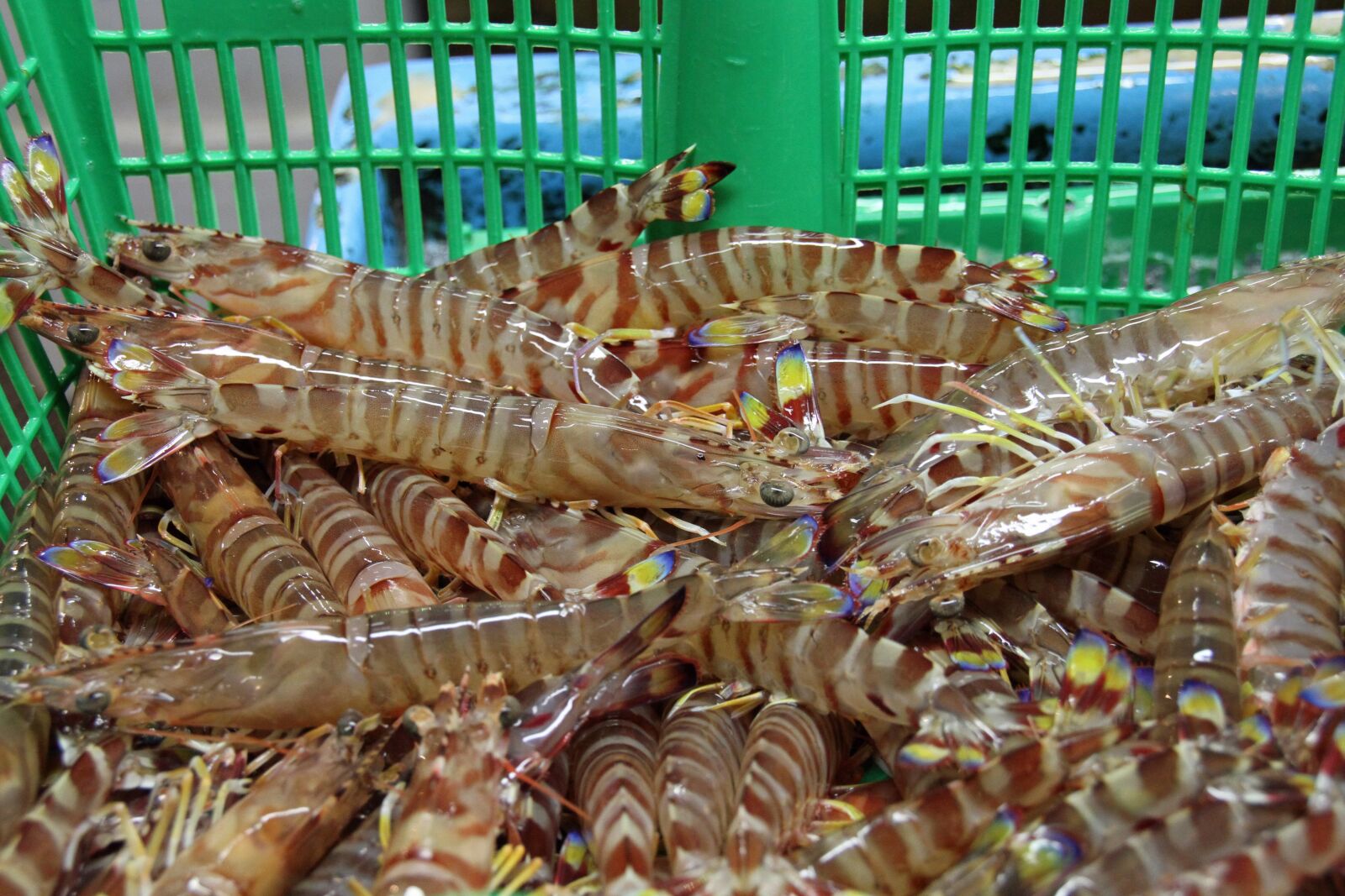 Canon EOS 7D sample photo. Tokyo, fish, market photography
