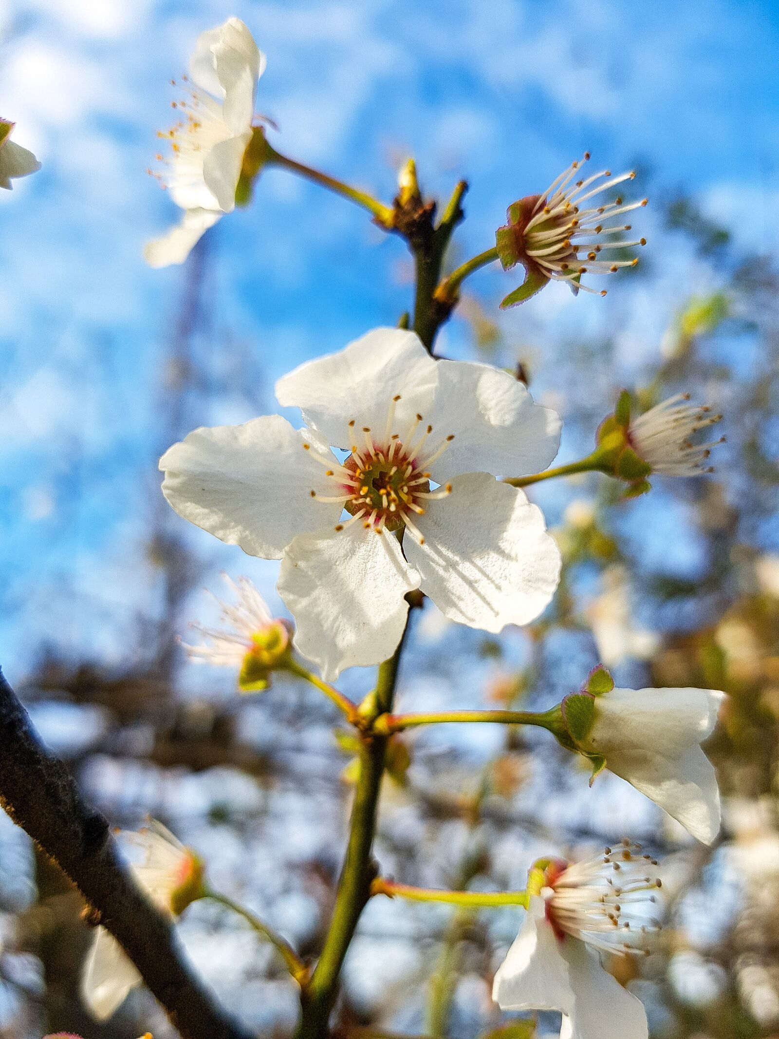 Samsung Galaxy S7 Edge Rear Camera sample photo. Flower, branch, tree photography