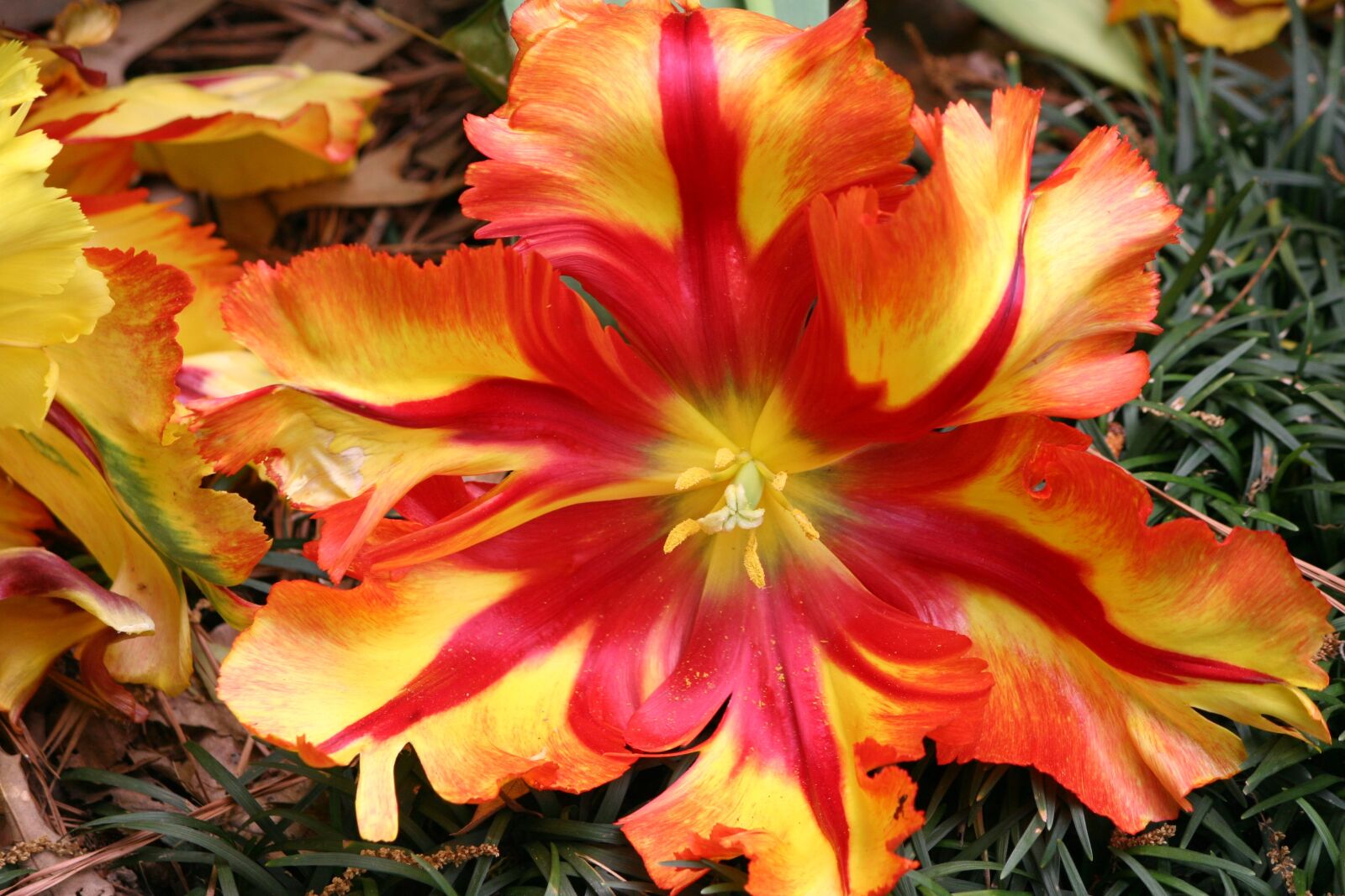 Canon EOS 20D sample photo. Flower, red, orange photography