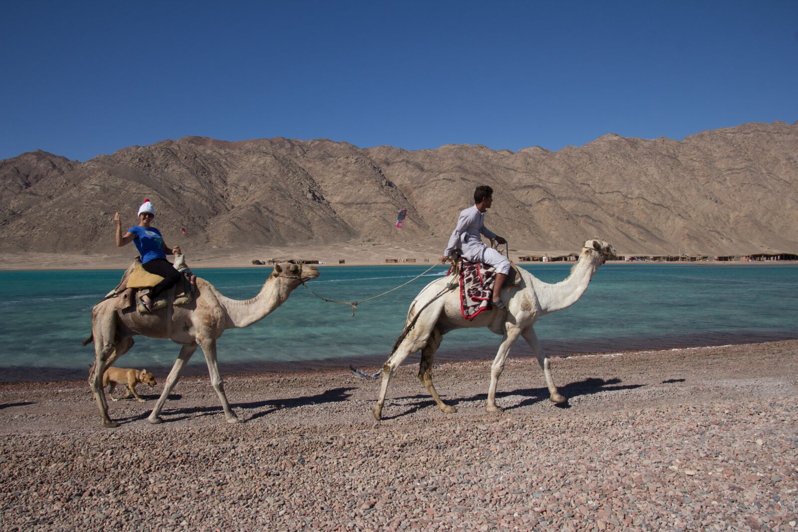 Canon EOS 60D sample photo. Camel, camel ride, sinai photography