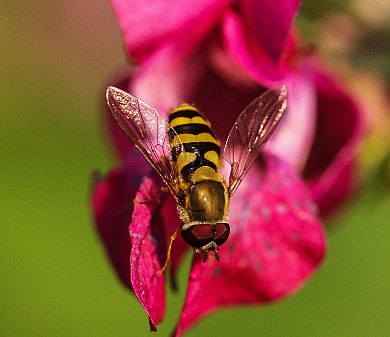 Canon EOS 40D sample photo. Insect, blossom, bloom photography