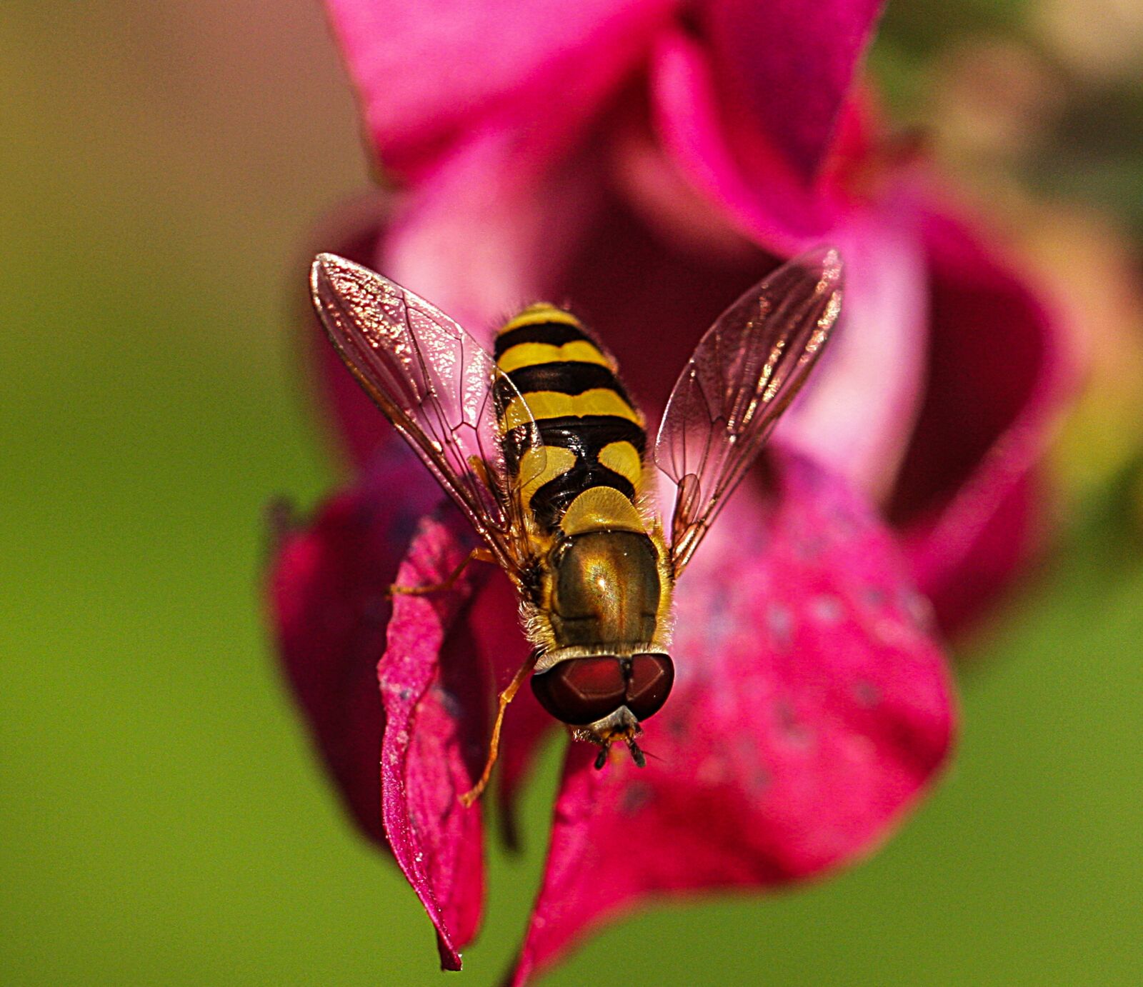 Canon EOS 40D + Canon EF 100mm F2.8L Macro IS USM sample photo. Insect, blossom, bloom photography