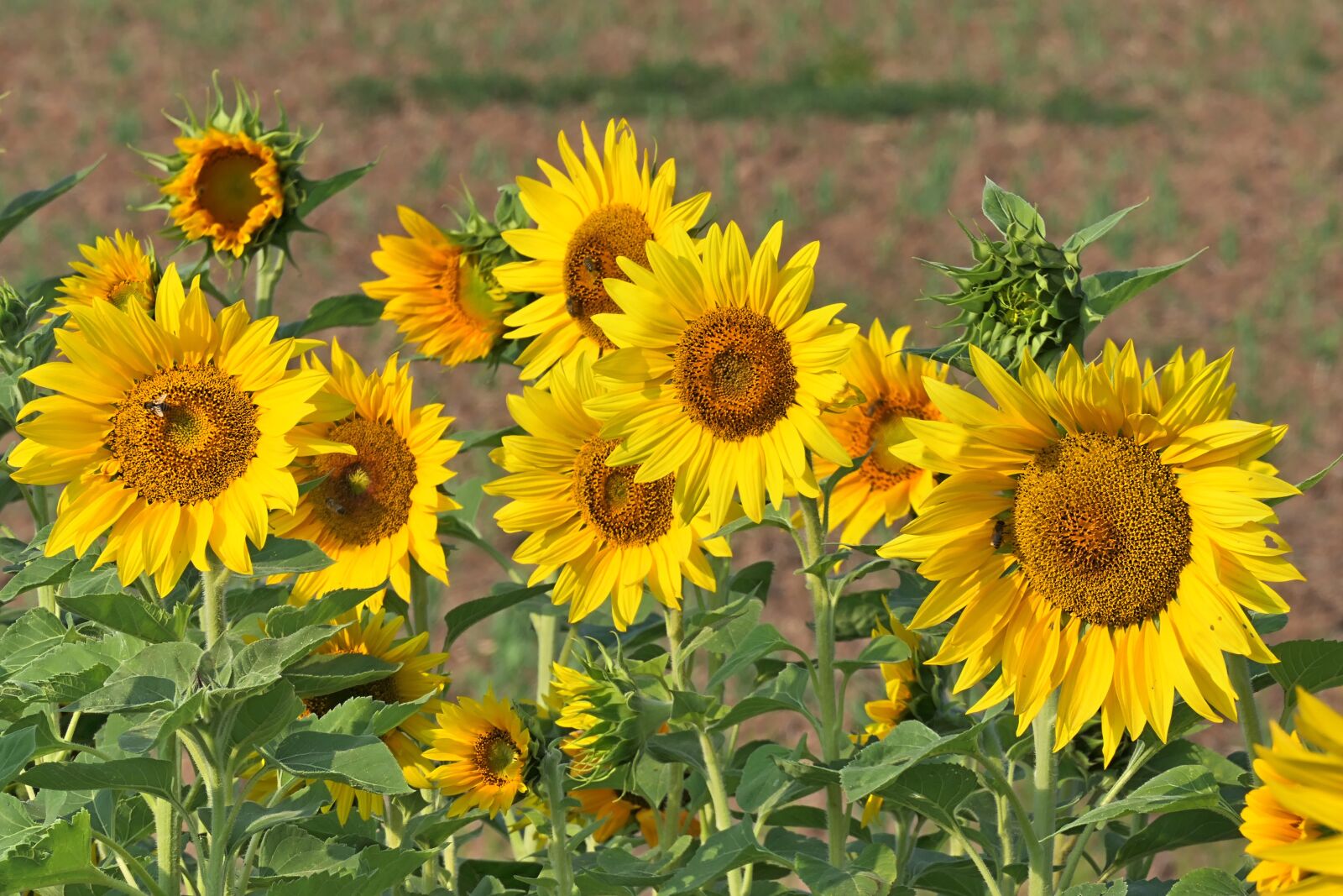 Panasonic DC-FZ10002 sample photo. Flowers, sunflower, yellow photography