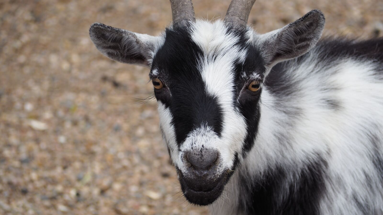 Olympus OM-D E-M10 II sample photo. Goat, farm animal, animal photography